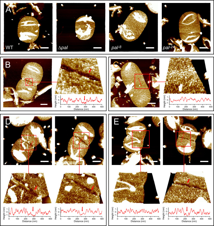 Fig 4