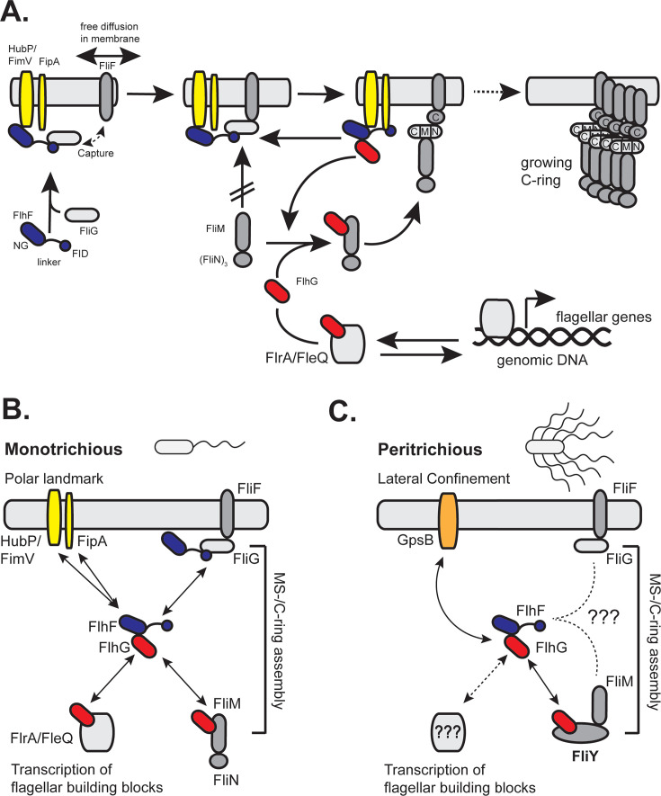 Fig 2