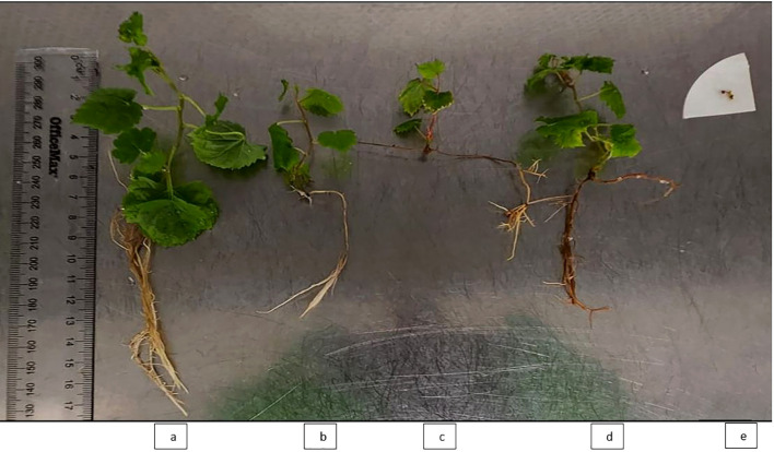 Figure 2