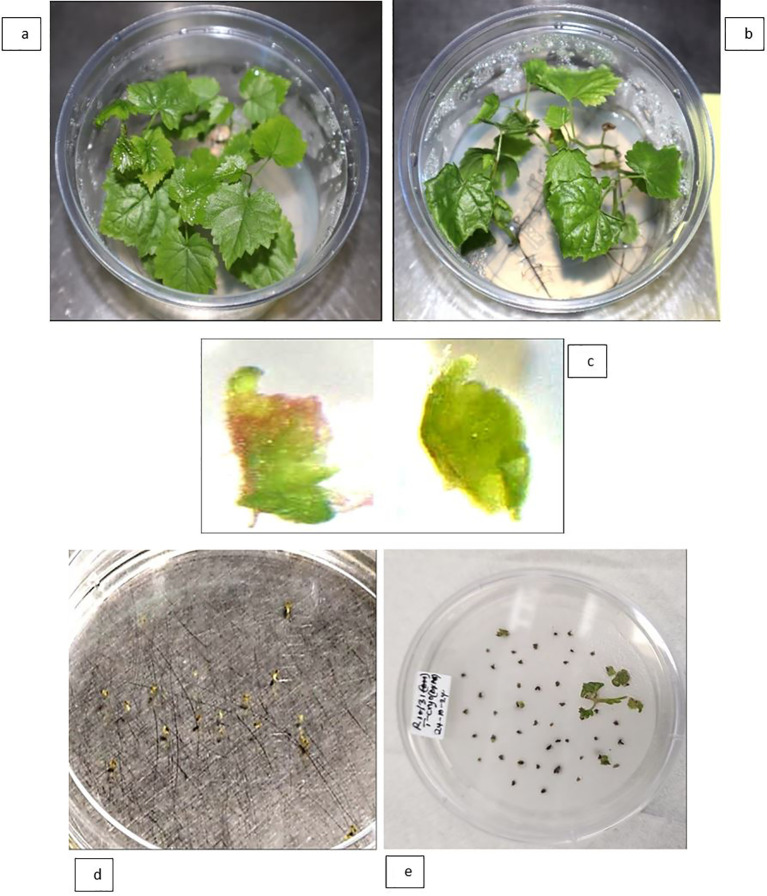 Figure 6