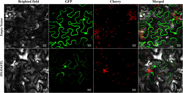 Fig 3