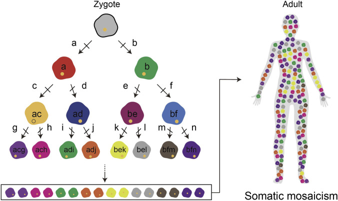 FIGURE 1
