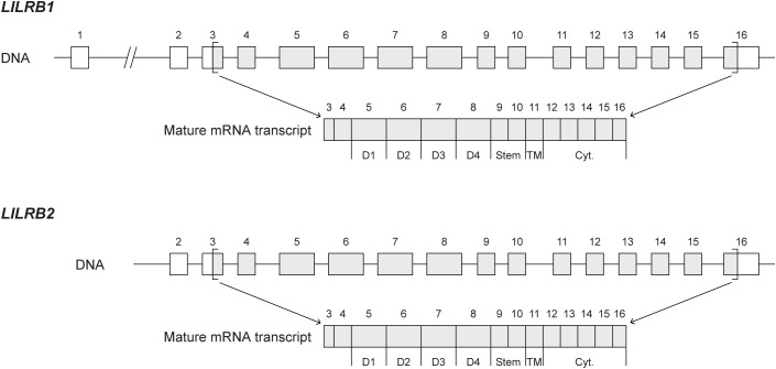 Figure 1