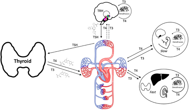 Figure 1