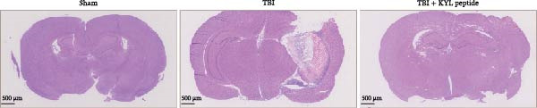 Figure 25