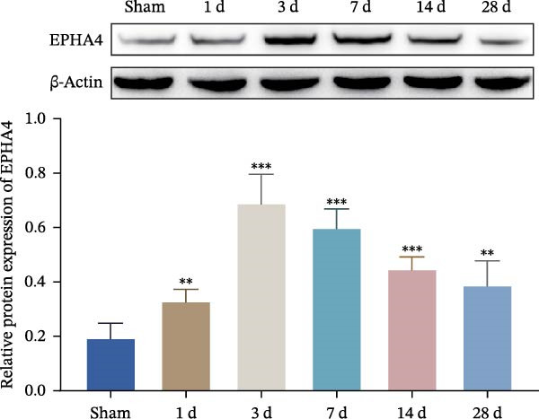 Figure 31