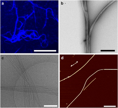 FIGURE 4
