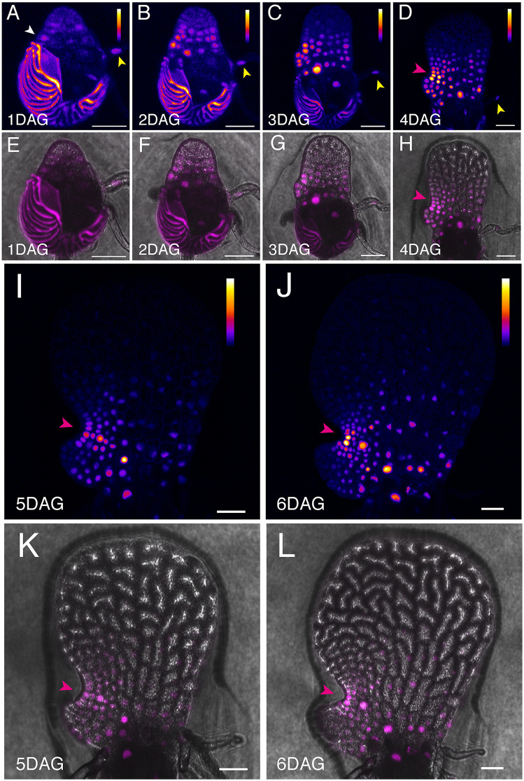 Fig 1
