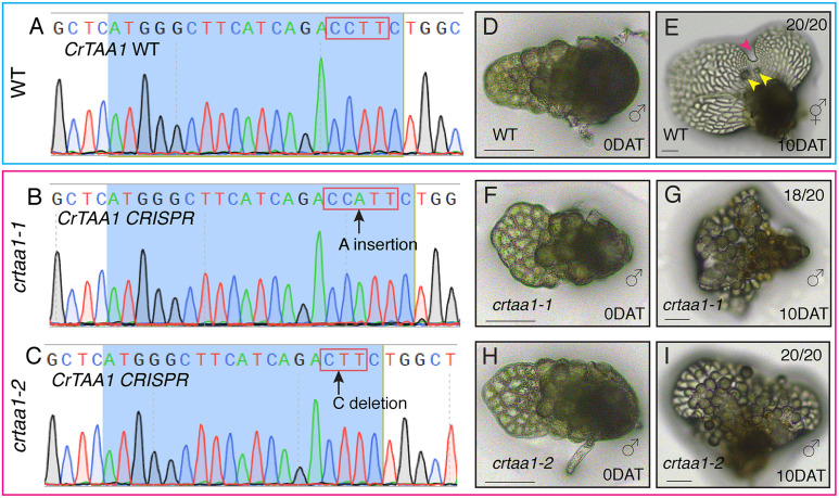 Fig 7