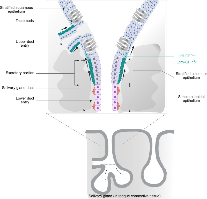 Fig 5