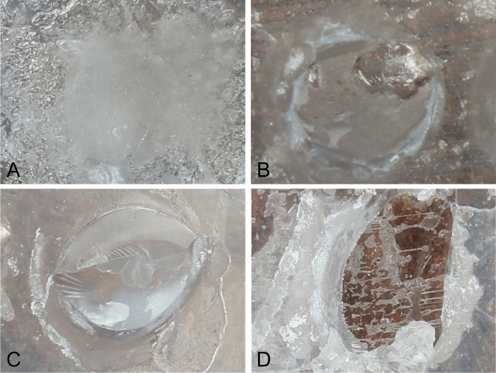 Fig 5