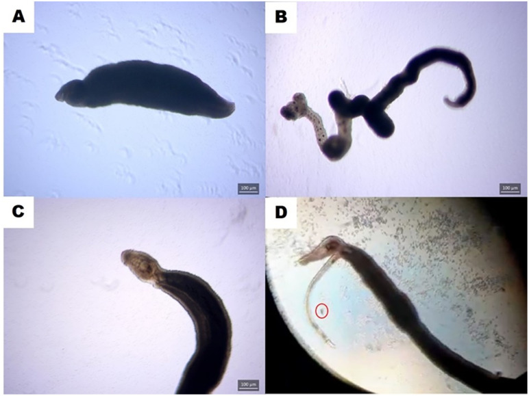 Fig 1