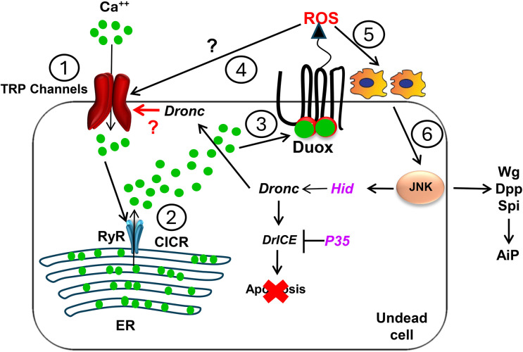 Fig 6