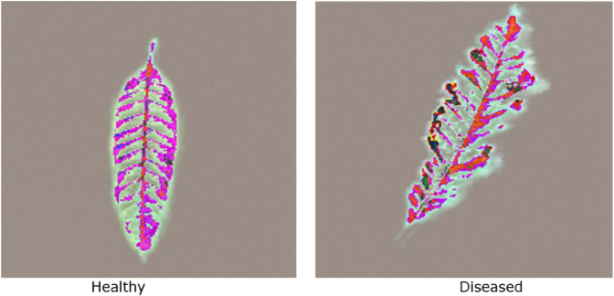 Fig 6