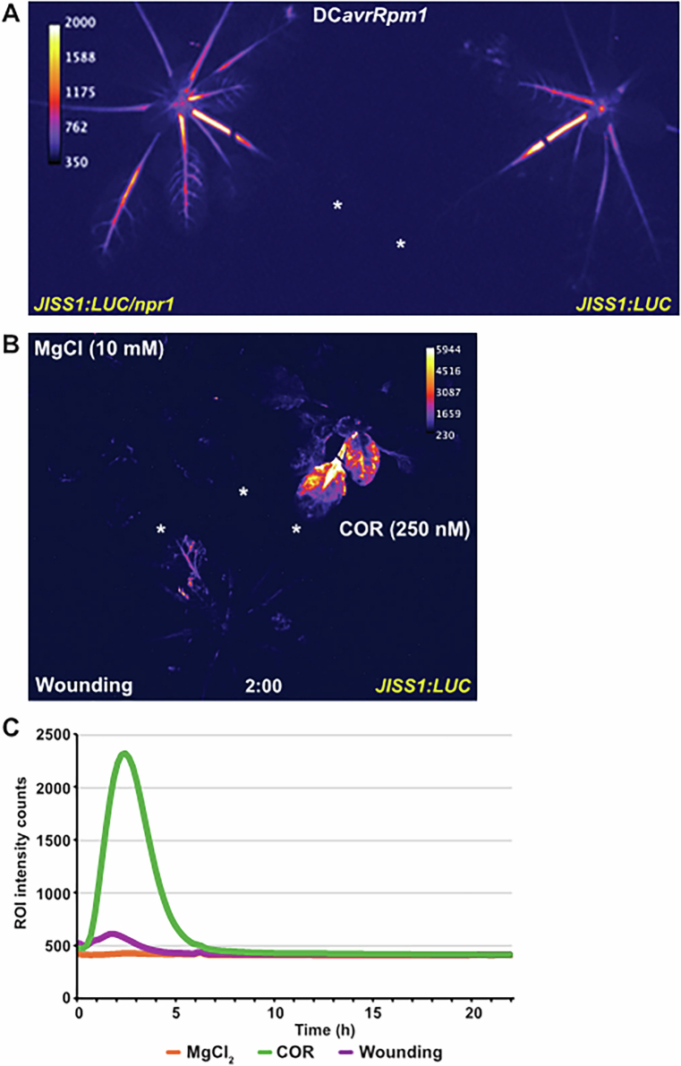 Figure 9