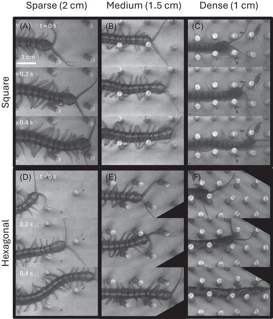 FIGURE 3