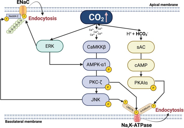 FIGURE 1