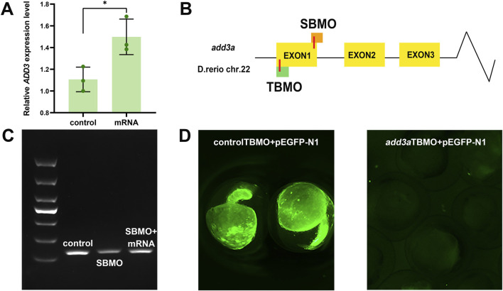 FIGURE 3