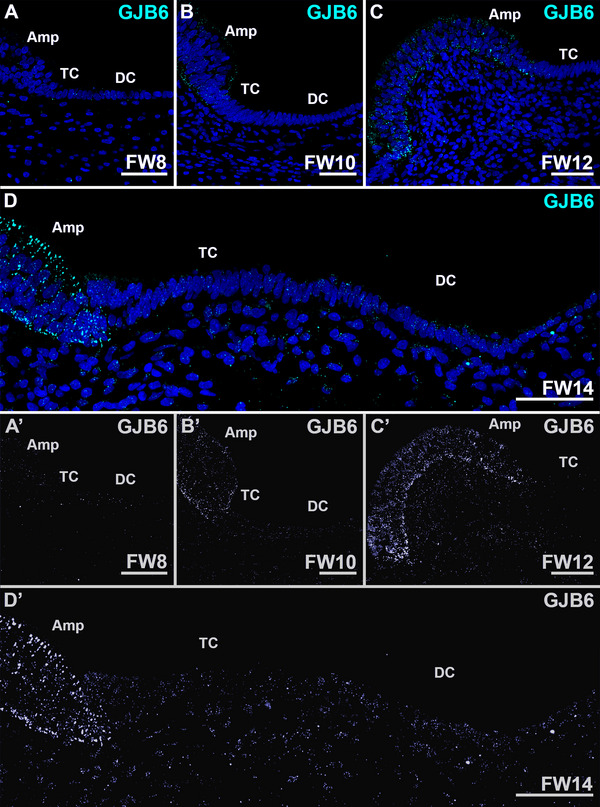 FIGURE 6