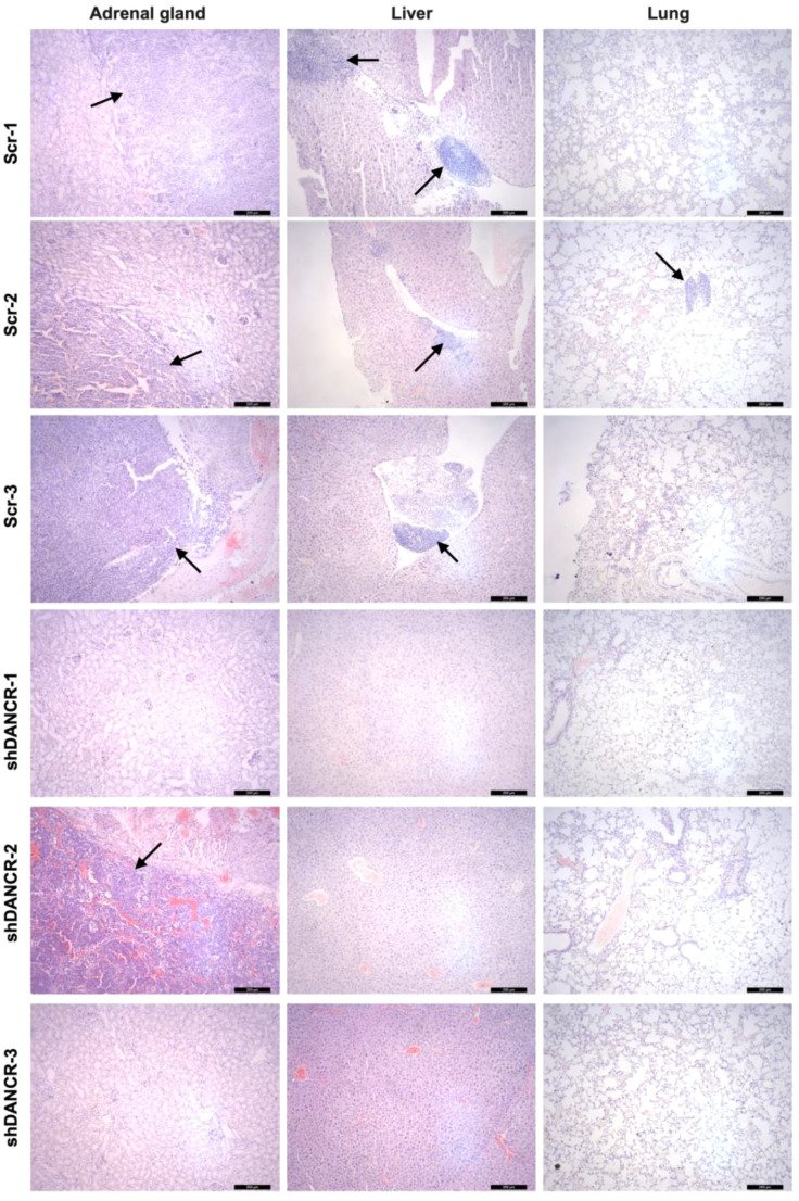 Figure 7