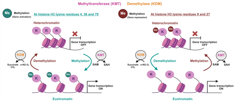 Figure 3