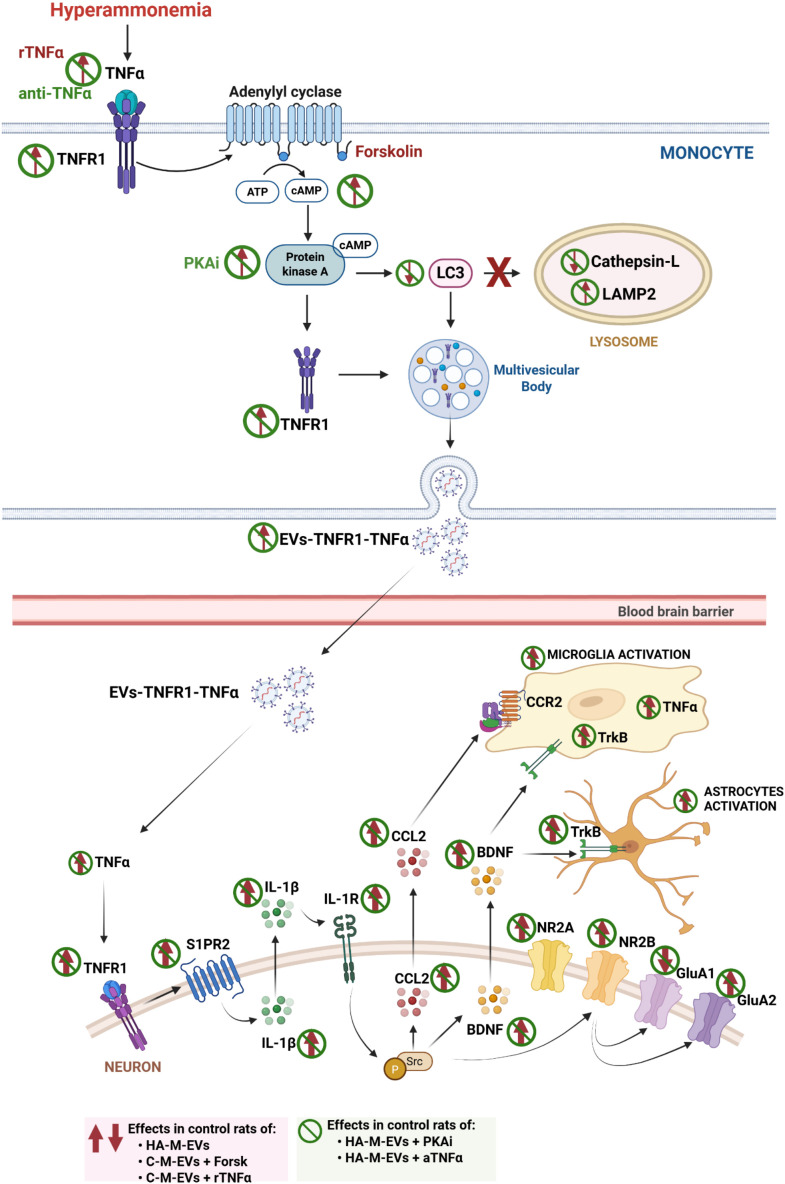 Figure 12