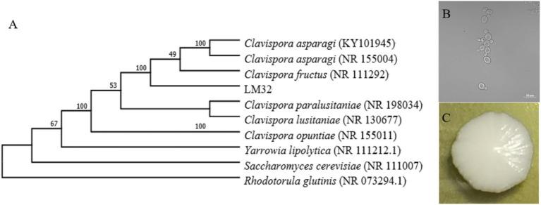 Figure 2