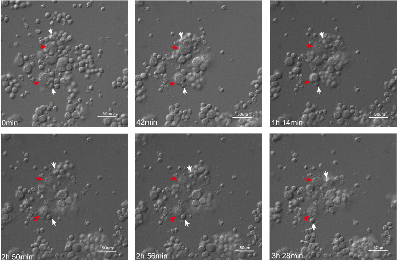 Figure 3