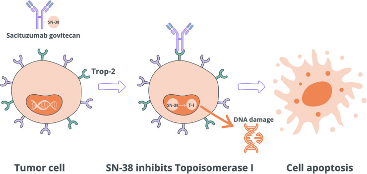 Figure 2