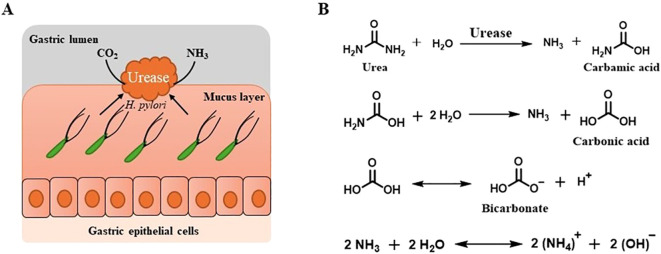 Figure 2