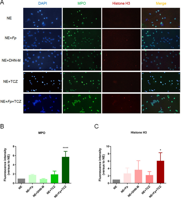Figure 4
