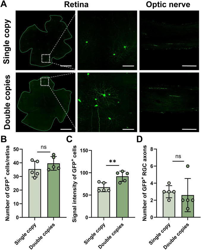 FIGURE 2