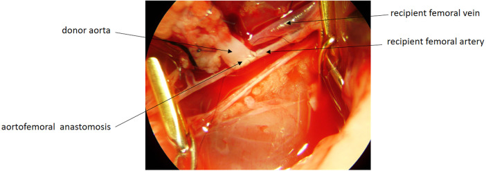 Figure 3