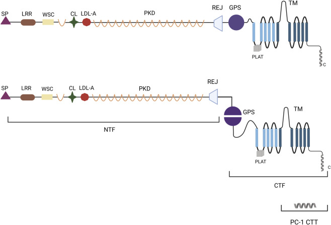 FIGURE 1