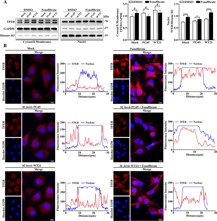 Figure 4