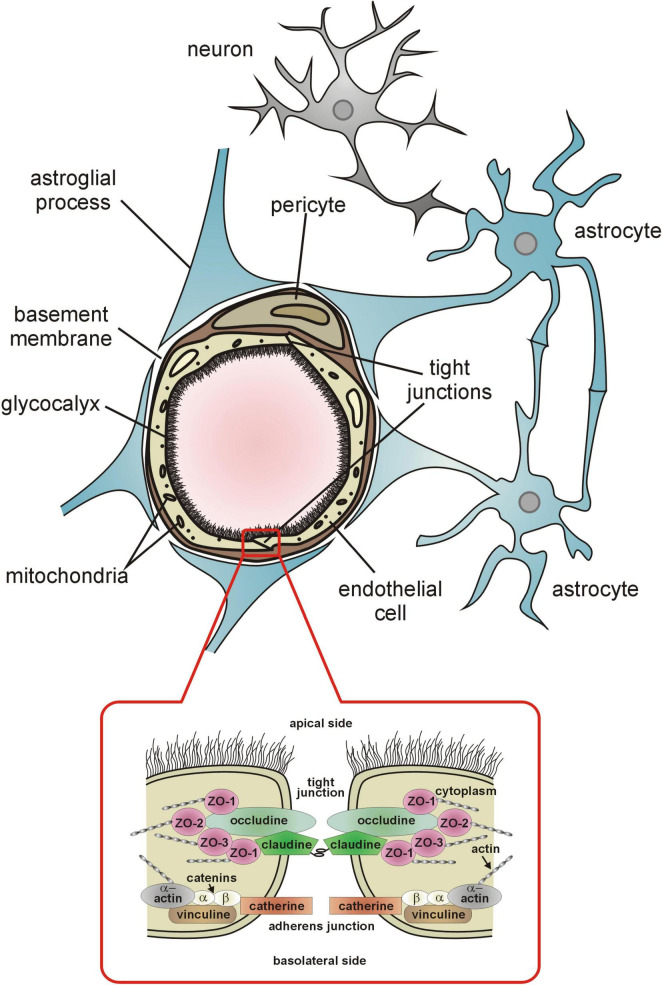 FIGURE 1