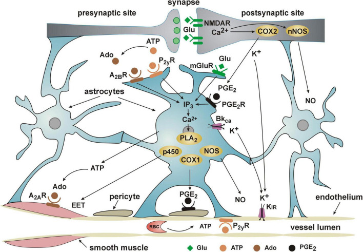 FIGURE 2