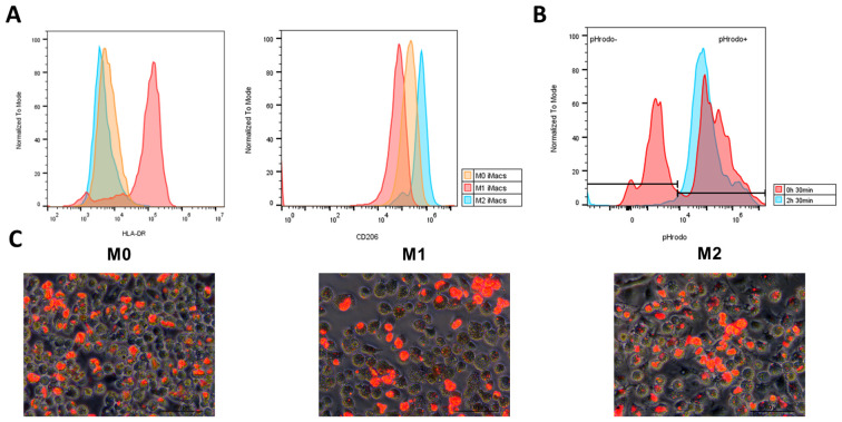 Figure 6