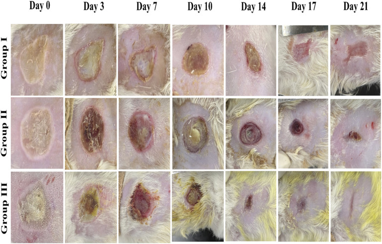 Fig. 6