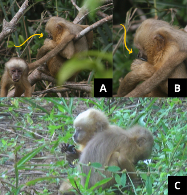 Figure 4
