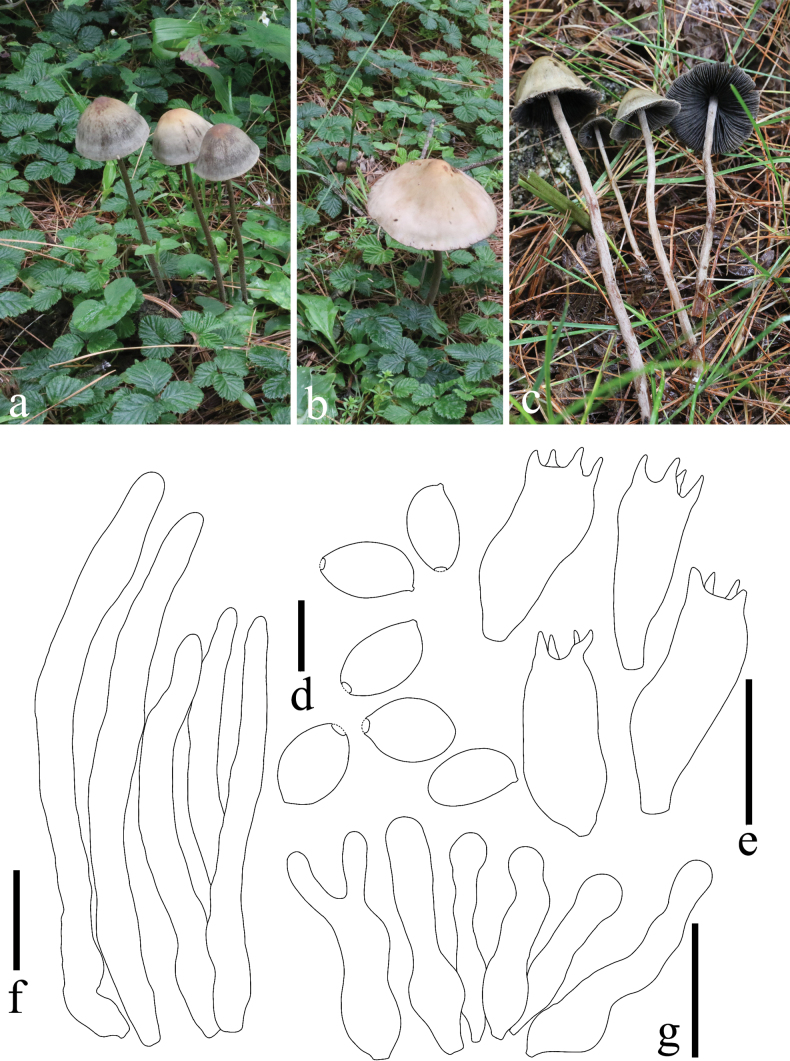 Figure 7
