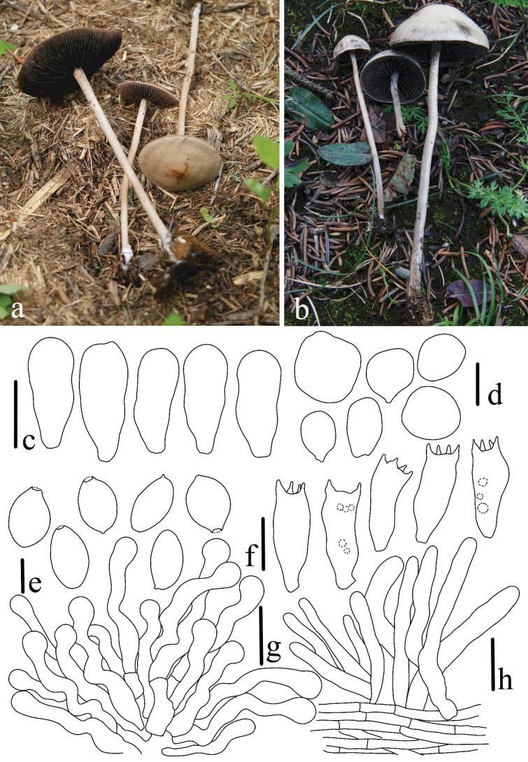 Figure 11