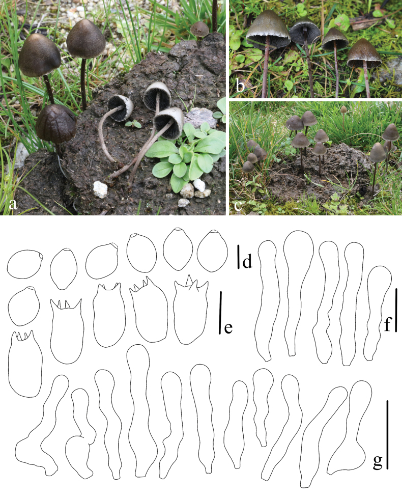 Figure 17