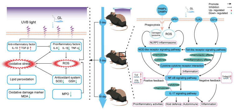Figure 12
