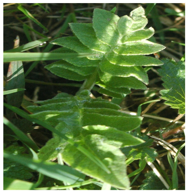 Figure 10
