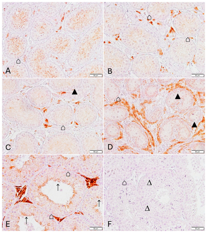 Figure 8