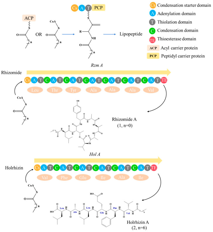 Figure 11