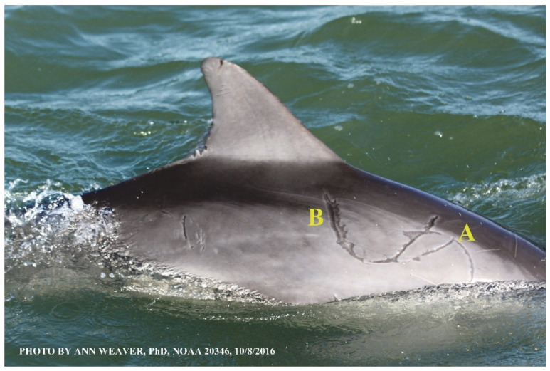 Figure 12