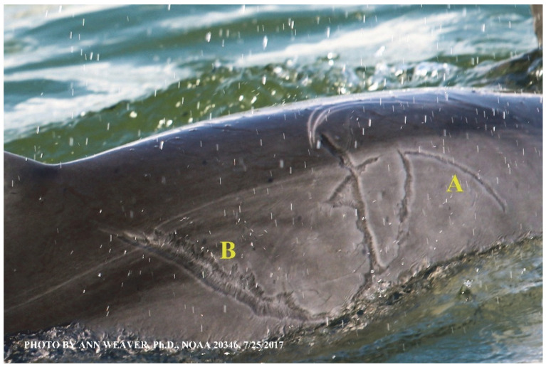 Figure 13