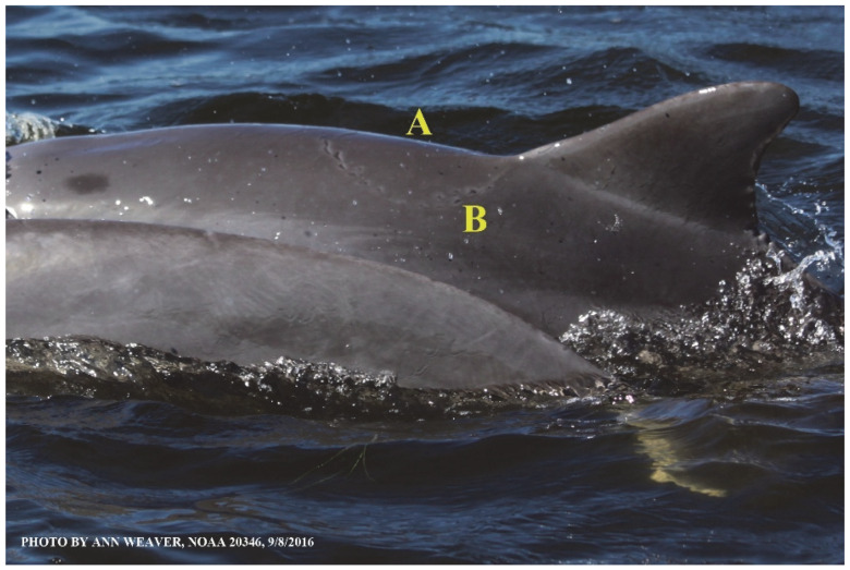Figure 19
